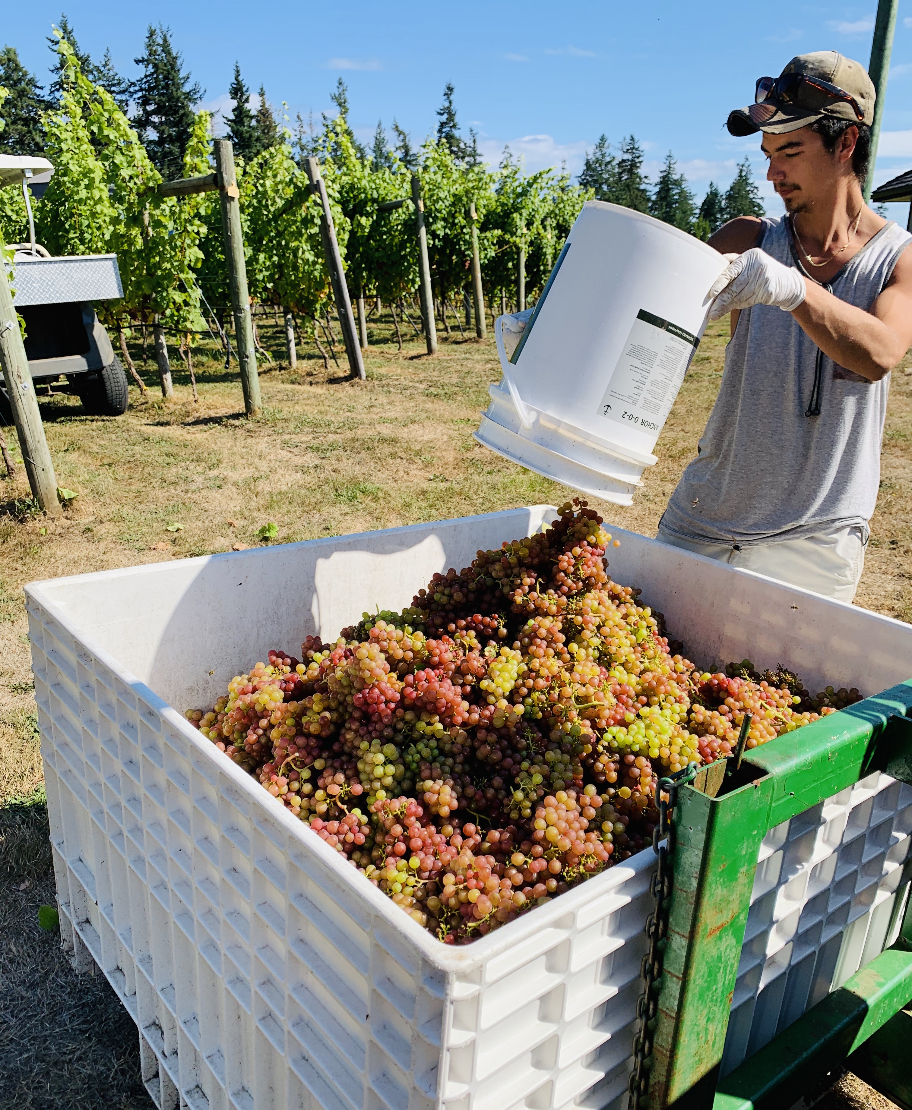 image of worker dumping bucket of grapes into large container.