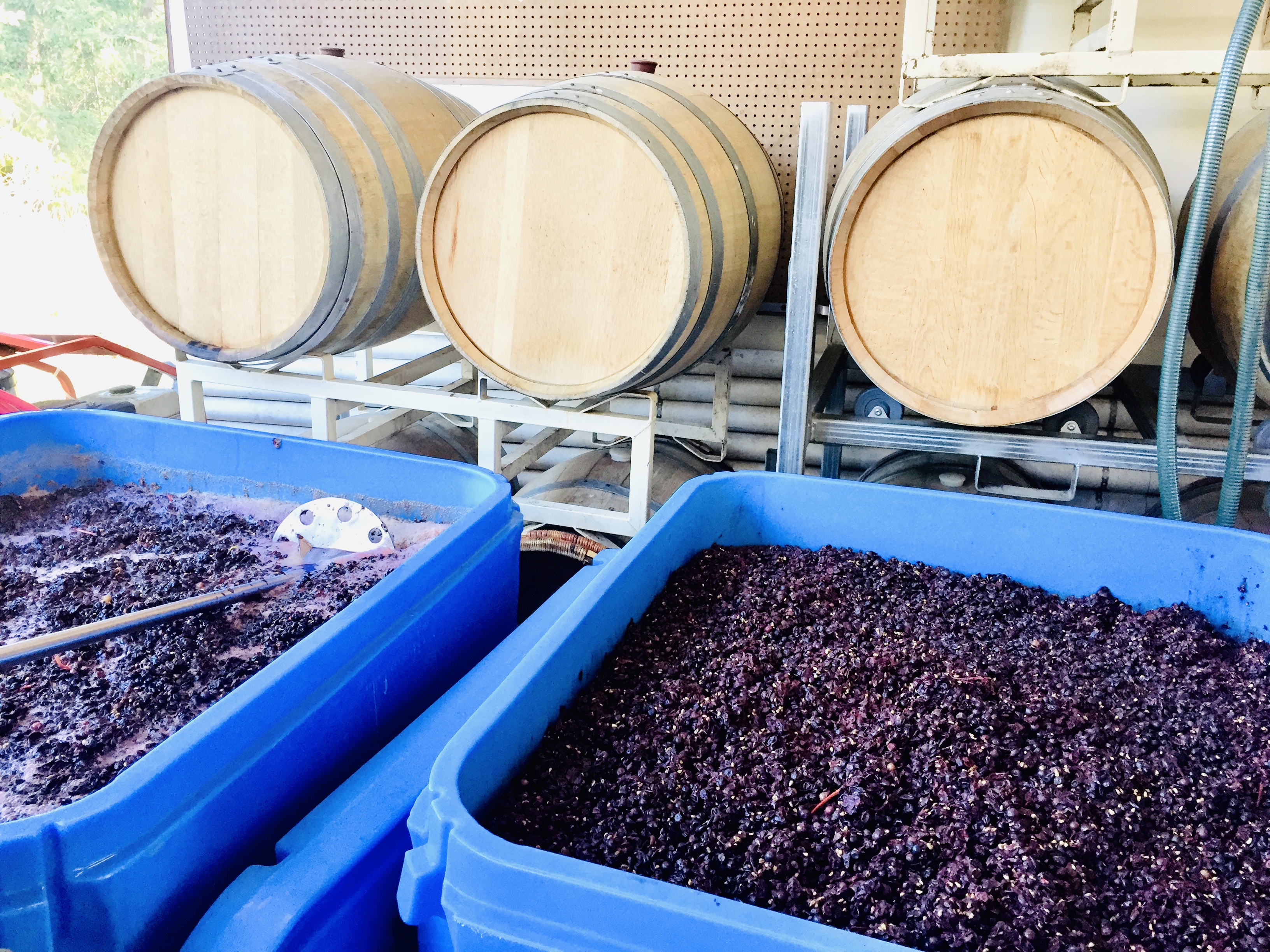 image of containers of wine grapes sitting in front of wooden wine casks