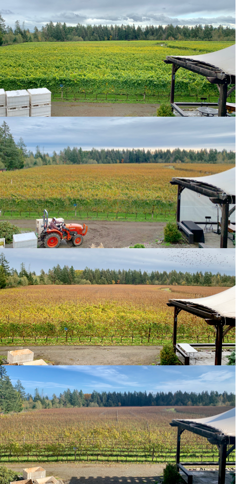 timelapse image of the wine fields in the 4 seasons