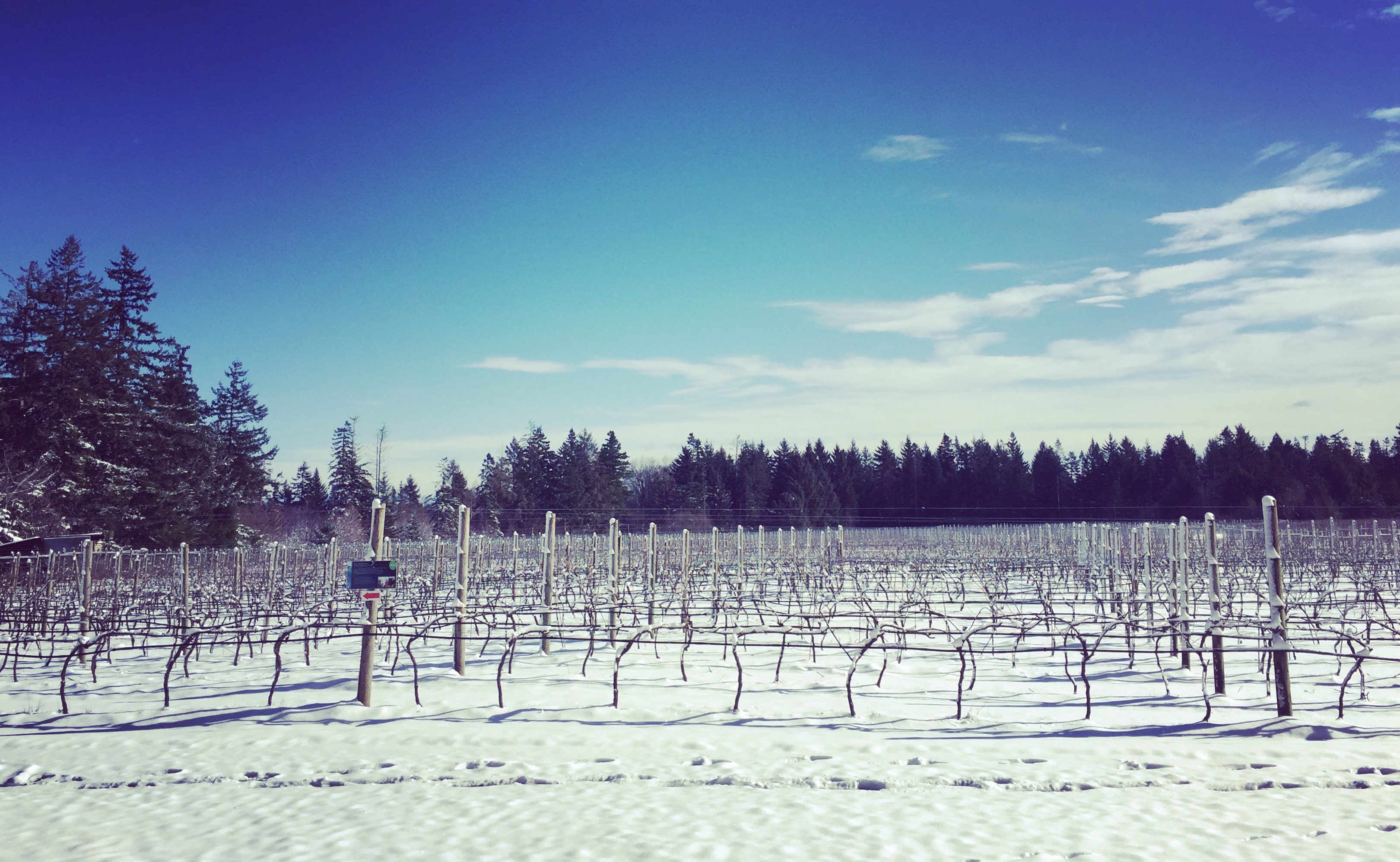 image of wine field in winter