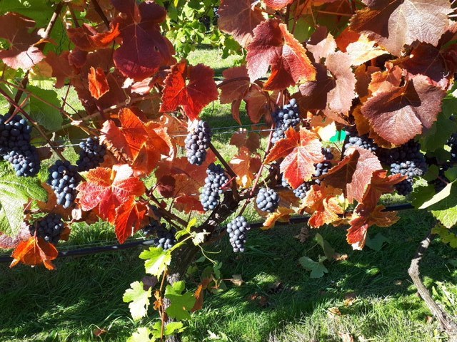 image of multiple red wine grape bunches ready for harvest.