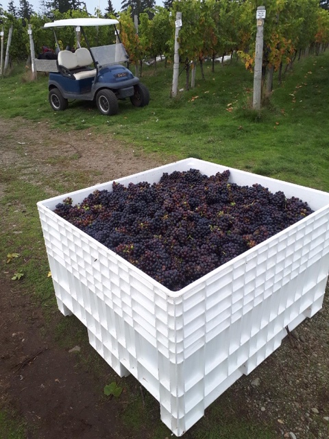 image of large white, square container filled to the brim with red wine grapes.