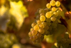 image of chardonnay grapes on a vine.