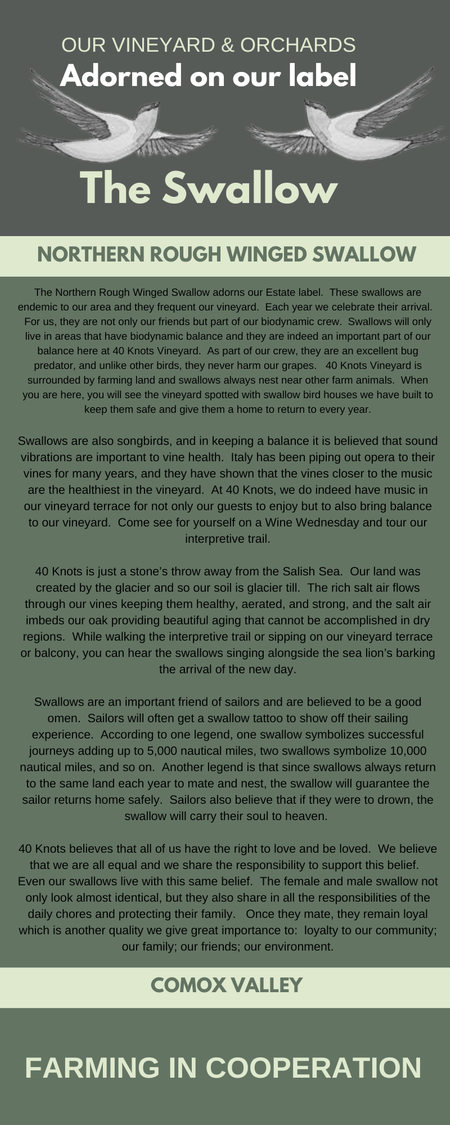 Title: The Swallow. Sub Title: Northern Rough Winged Swallow.  The Northern Rough Winged Swallow adorns our Estate label. These swallows are endemic to our area and they frequent our vineyard. Each year we celebrate their arrival. For us, they are not only our friends but part of our biodynamic crew. Swallows will only live in areas that have biodynamic balance and they are indeed an important part of our balance here at 40 Knots Vineyard. As part of our crew, they are an excellent bug predator, and unlike other birds, they never harm our grapes. 40 Knots Vineyard is surrounded by farming land and swallows always nest near other farm animals. When you are here, you will see the vineyard spotted with the swallow bird houses we have built to keep them safe and give them a home to return to every year.  Swallows are also songbirds, and in keeping a balance it is believed that sound vibrations are important to vine health. Italy has been piping out opera to their vines for many years, and they have shown that the vines closer to the music are the healthiest in the vineyard. At 40 Knots, we do indeed have music in our vineyard terrace for not only our guests to enjoy but to also bring balance to our vineyard. Come see for yourself on a Wine Wednesday and tour our interpretive trail.  40 Knots is just a stone's throw away from the Salish Sea. Our land was created by the glacier and so our soil is glacier till. The rich salt air flows through our vines keeping them healthy, aerated and strong, and the salt air imbeds our oak providing beautiful aging that cannot be accomplished in dry regions. While walking the interpretive trail or sipping on our vineyard terrace or balcony, you can hear the swallows singing alongside the sea lion's barking the arrival of the new day.  Swallows are an important friend of sailors and are believed to be a good omen. Sailors will often get a swallow tattoo to show off their sailing experience. According to one legend, one swallow symbolizes successful journeys adding up to 5,000 nautical miles, two swallows symbolize 10,000 nautical miles, and so on. Another legend is that since swallows always return to the same land each year to mate and nest, the swallow will guarantee the sailor returns home safely. Sailors also believe that if they were to drown, the swallow will carry their soul to heaven.  40 Knots believes that all of us have the right to love and be loved. We believe that we are all equal and we share the responsibility to support this belief. Even our swallows live with this same belief. The female and male swallow not only look almost identical, but they also share in all the responsibilities of the daily chores and protecting their family. Once they mate, they remain loyal which is another quality we give great importance to: loyalty to community; our family; our friends; our environment.  End Title: Farming in Cooperation.