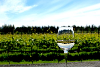 Guided vineyard tour and tasting