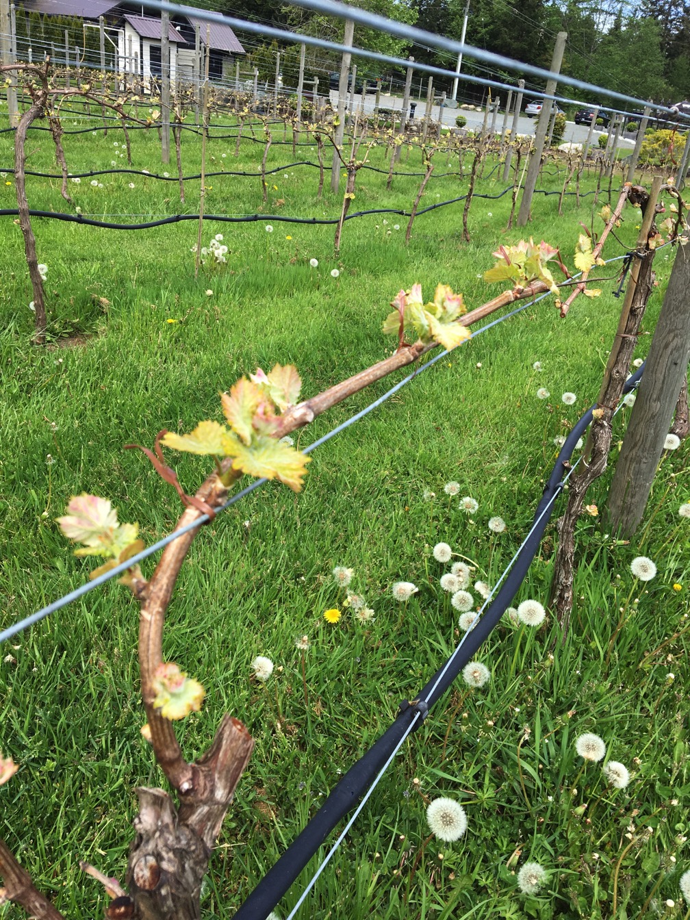 image of wine grape fencing system.