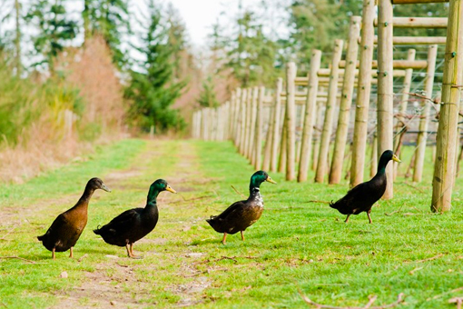 Our Vineyard, image of ducks walking in between rows of grapes.