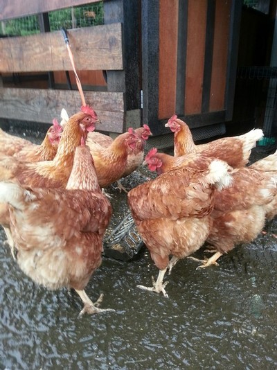 Image of a group of chickens eating seeds.