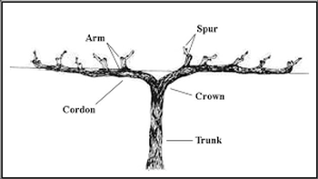 scientific drawing of wine plant.