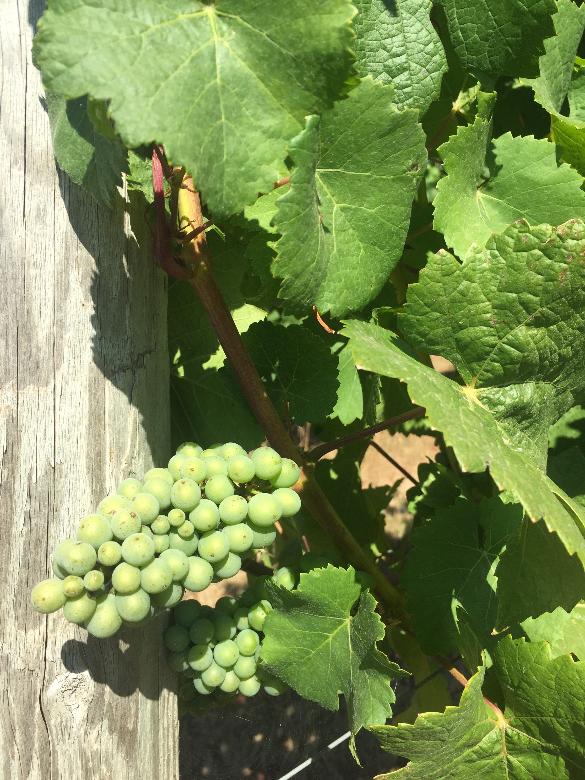closeup image of white wine grapes on the vine.
