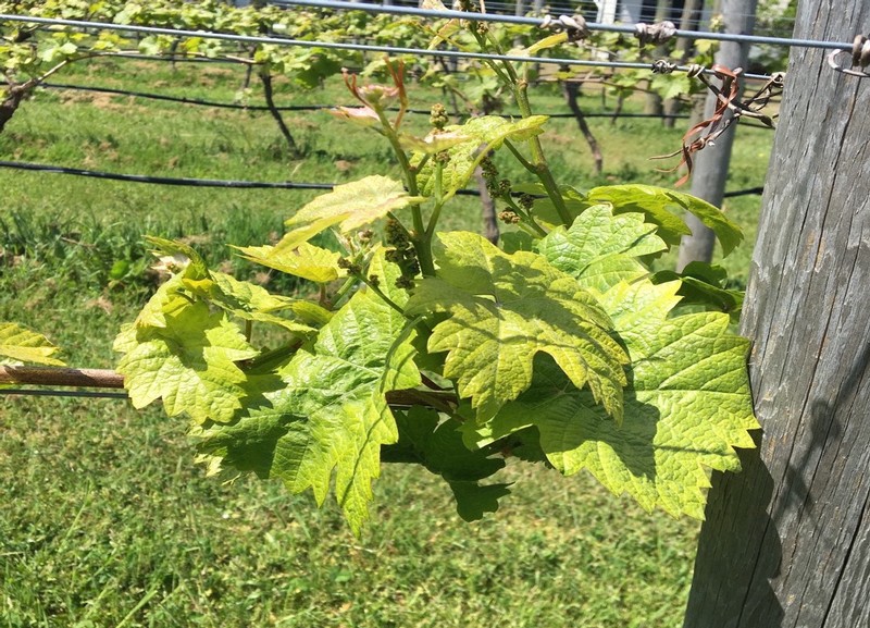 image of wine grape fencing system.
