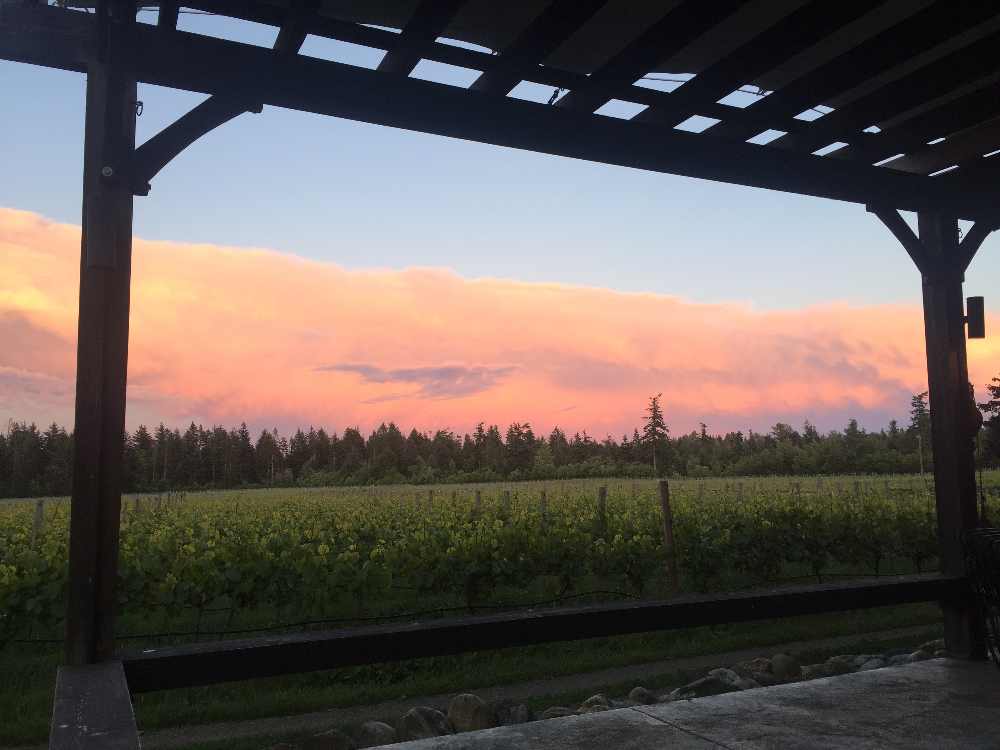 Image of the wine fields with sunset in the background.