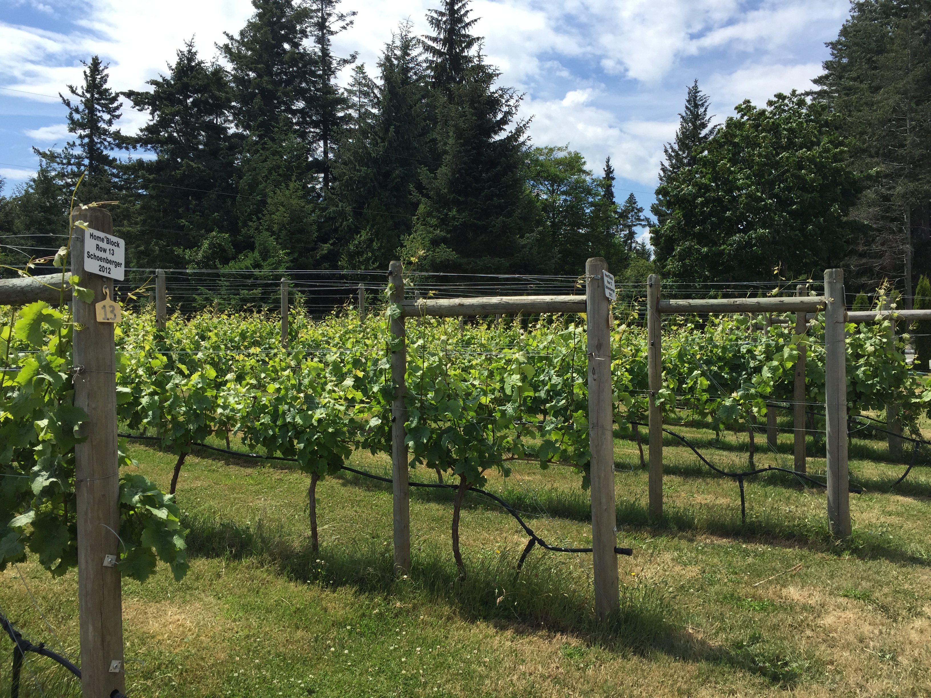 Image of rows of wine grapes