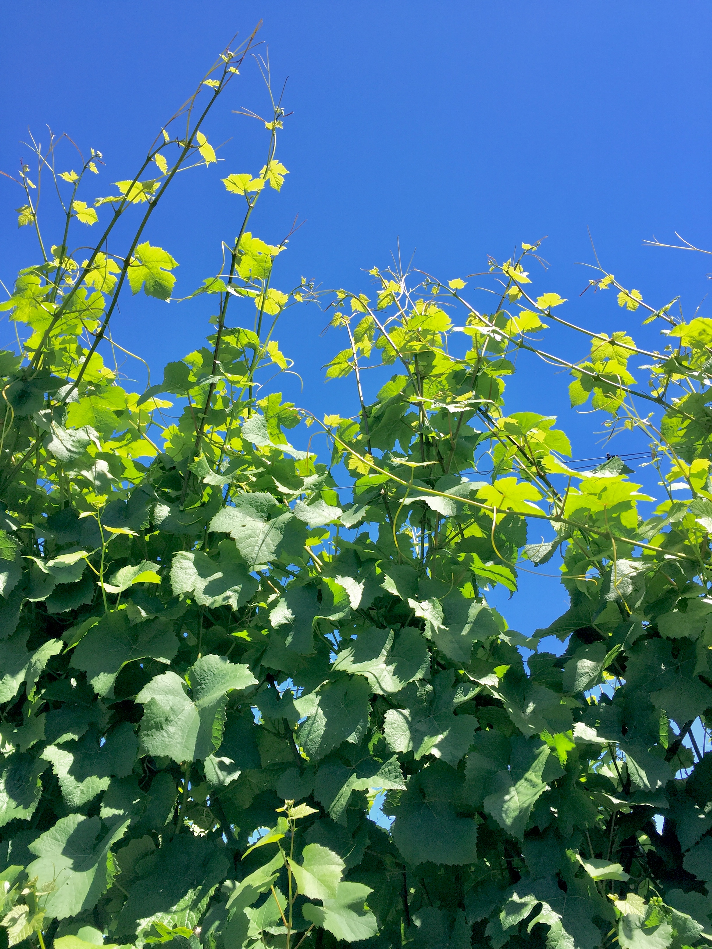 image of really tall wine grape plants