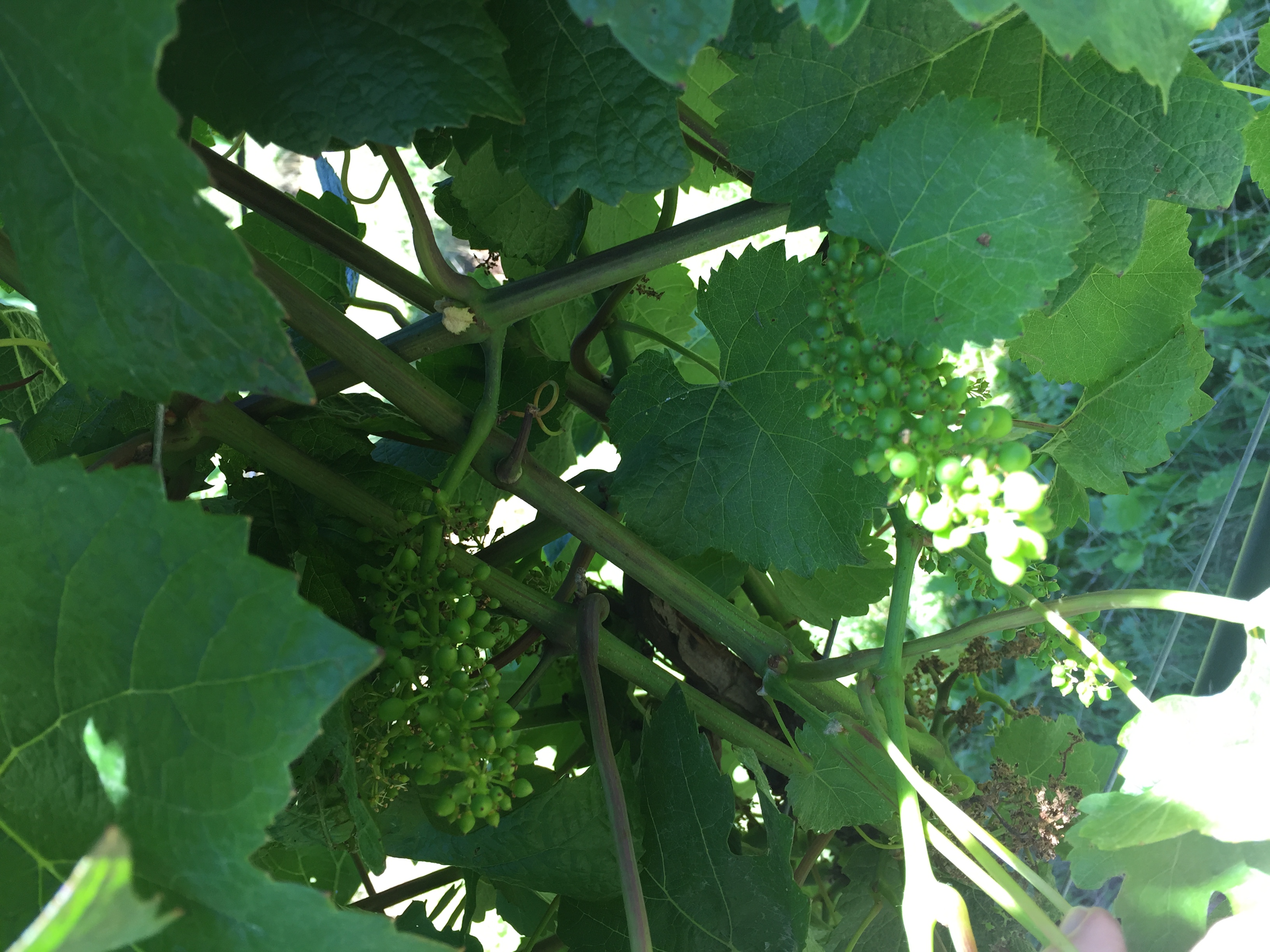 Image of grapes hanging underneath a canopy of leaves.