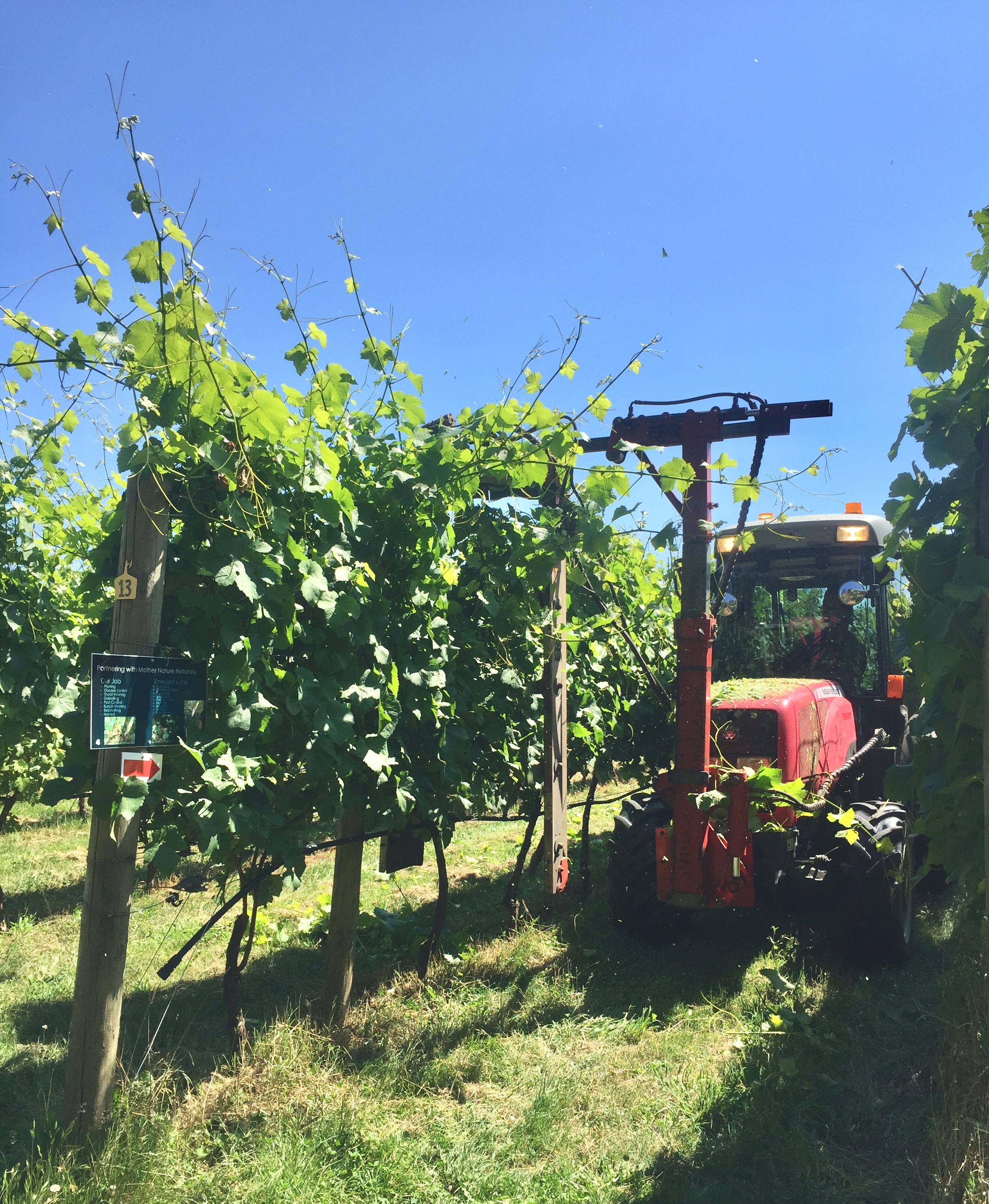 image of red tractor driving through the wine rows.