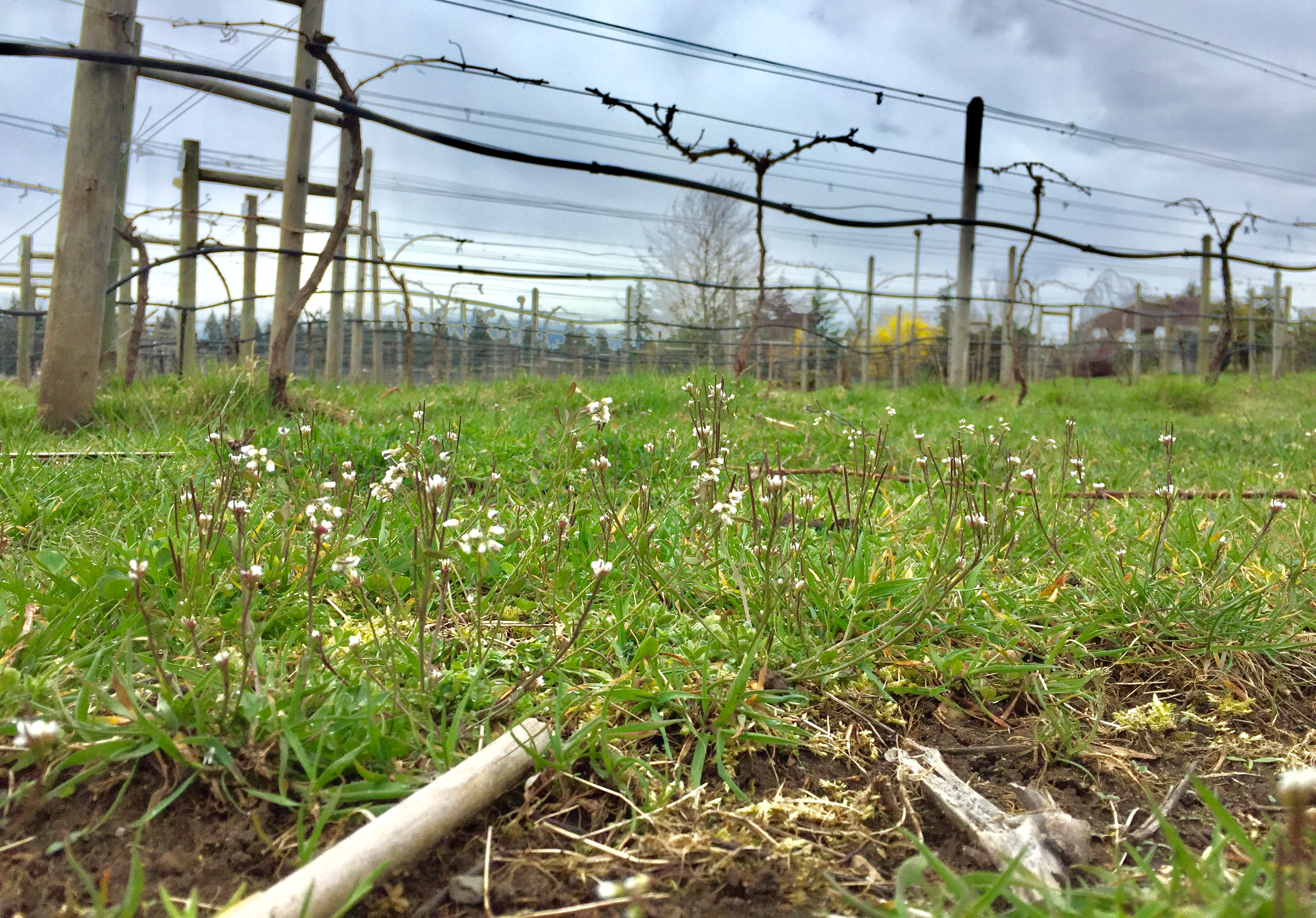Image of native weeds in the fields.