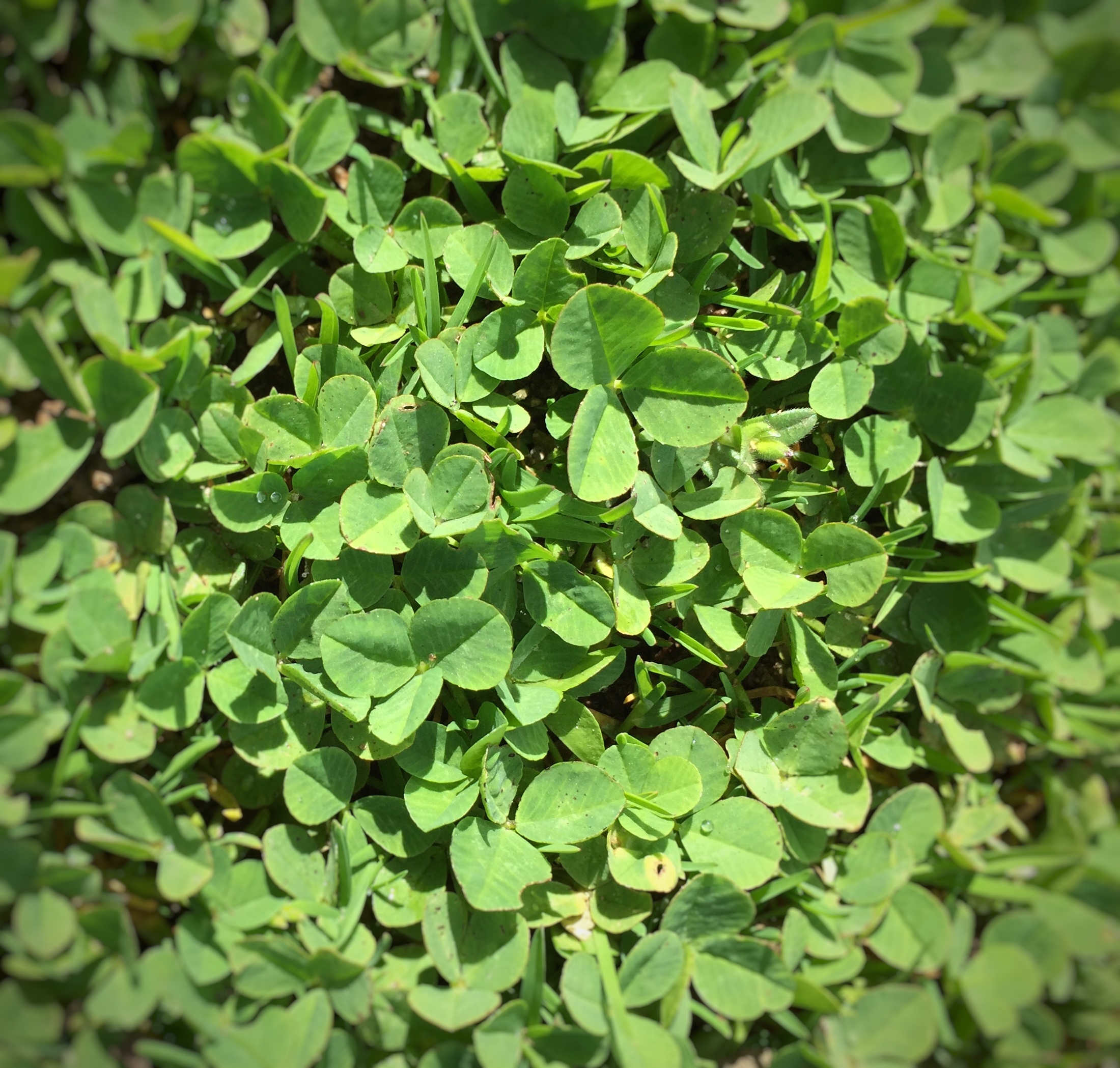 Closeup image of clover patch.