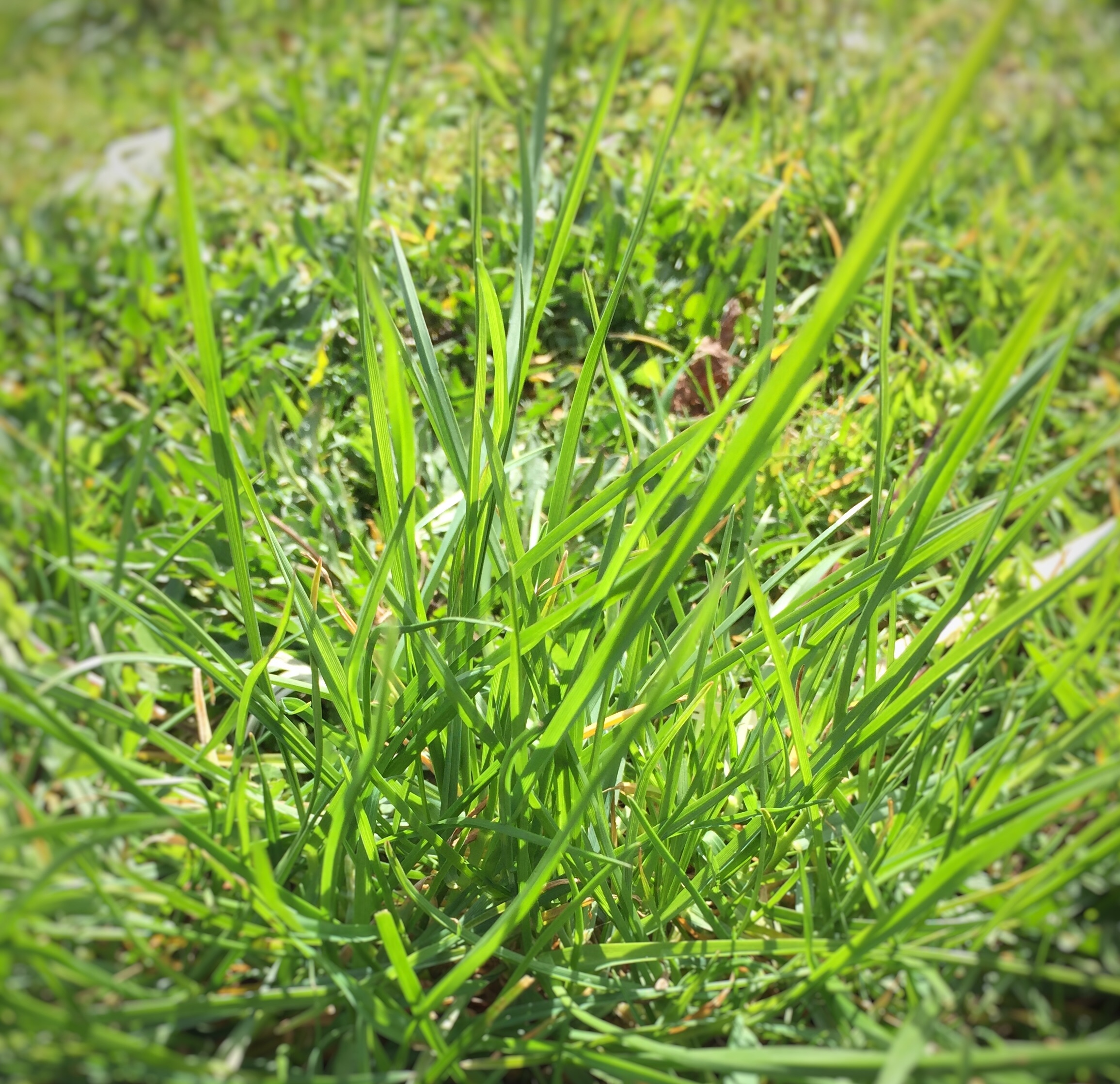image of Fescue Grass