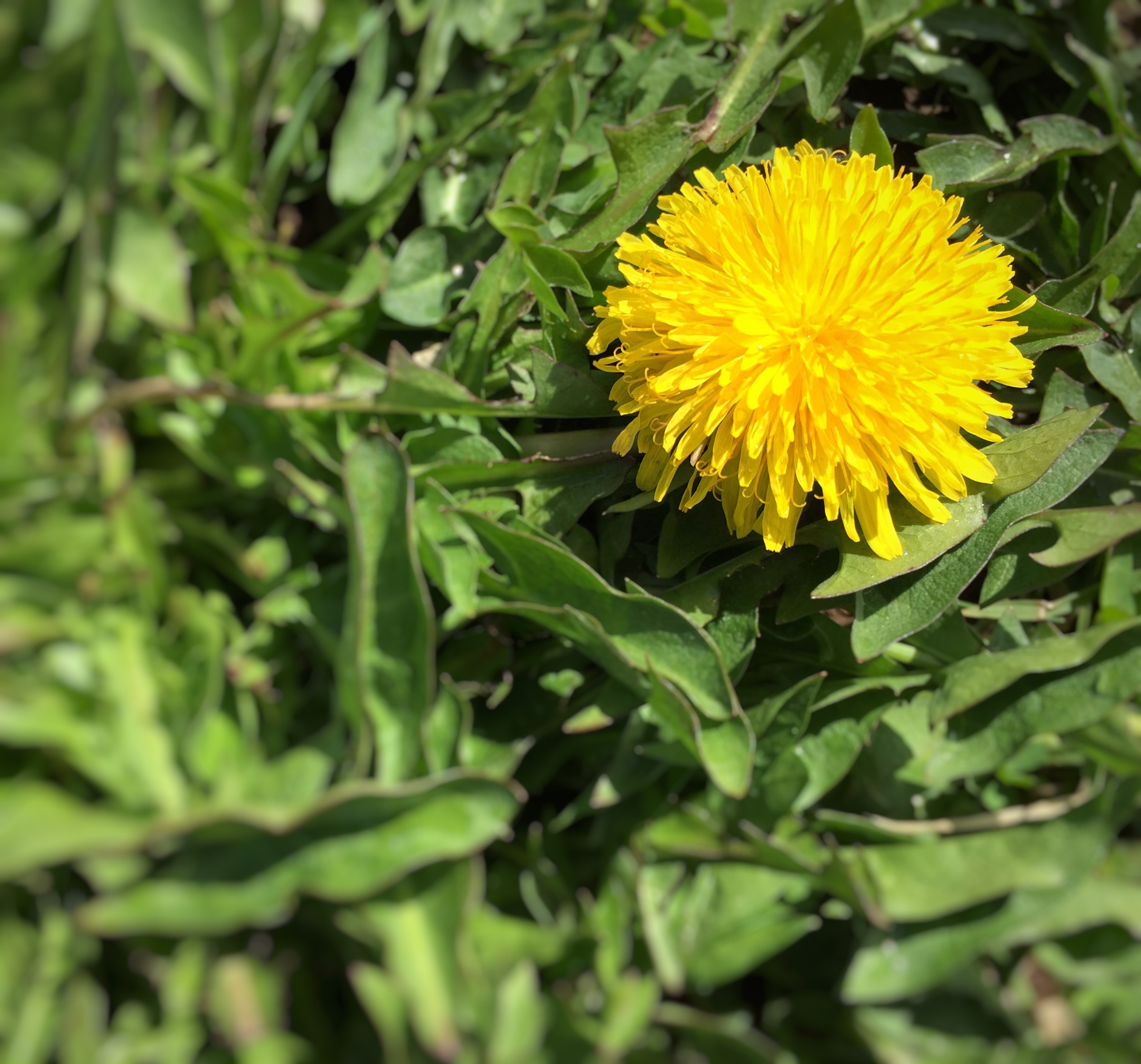 closeup image of dandelion