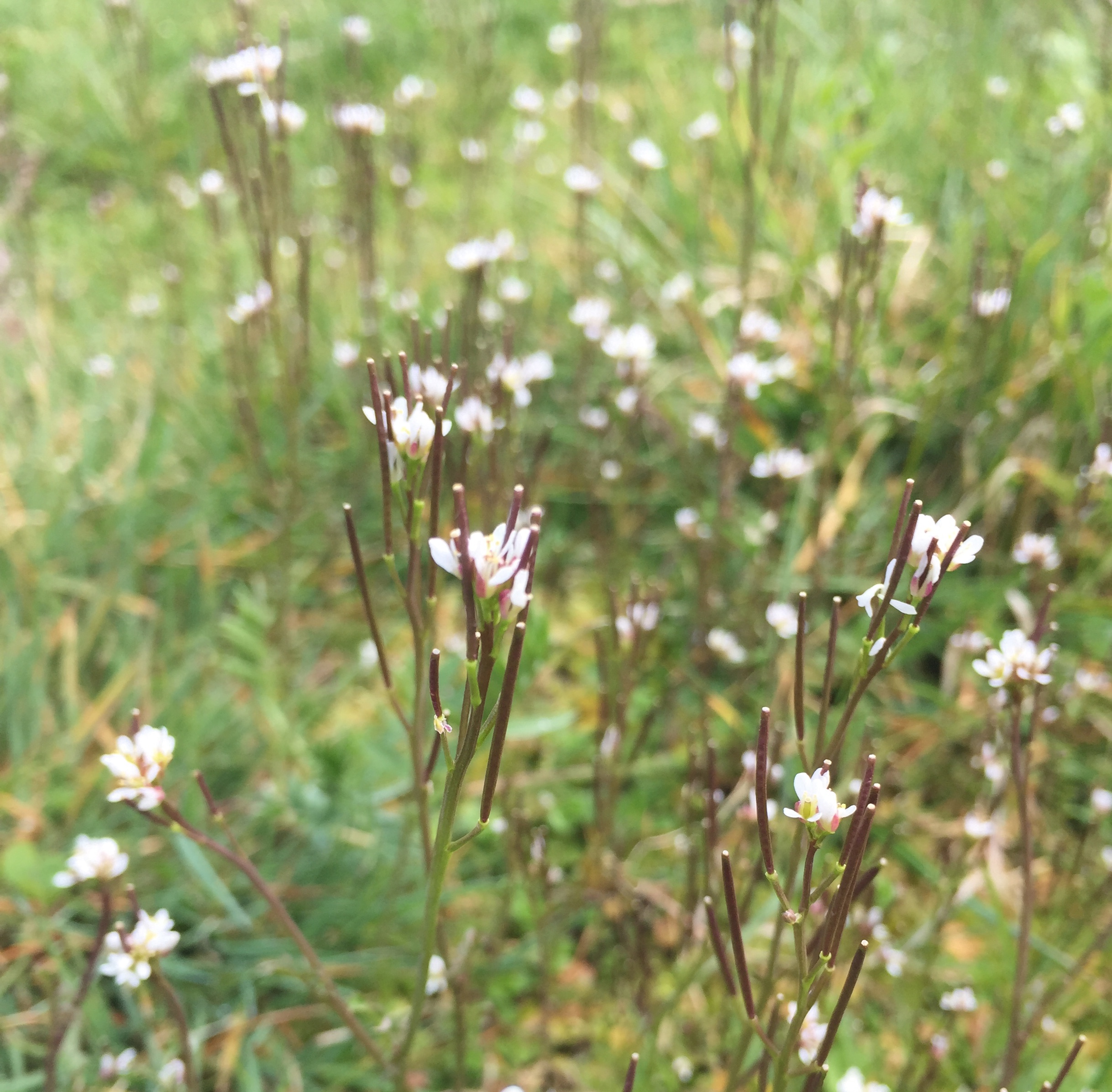 image of Hairy Bittercress