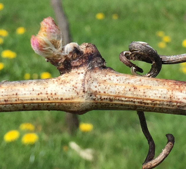 closeup image of branch in Budburst stage