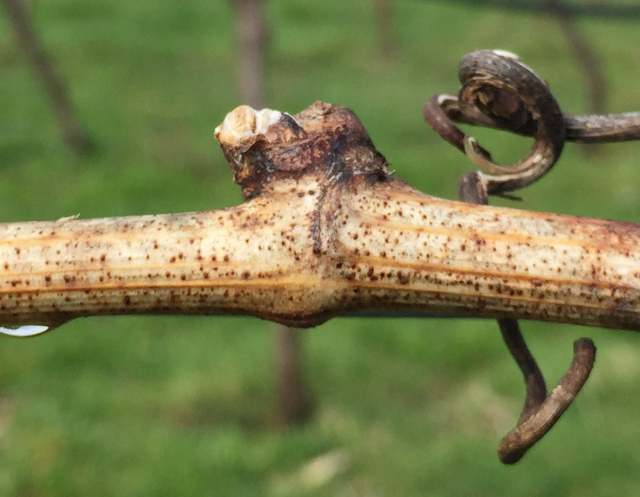 closeup image of branch in swelling stage.