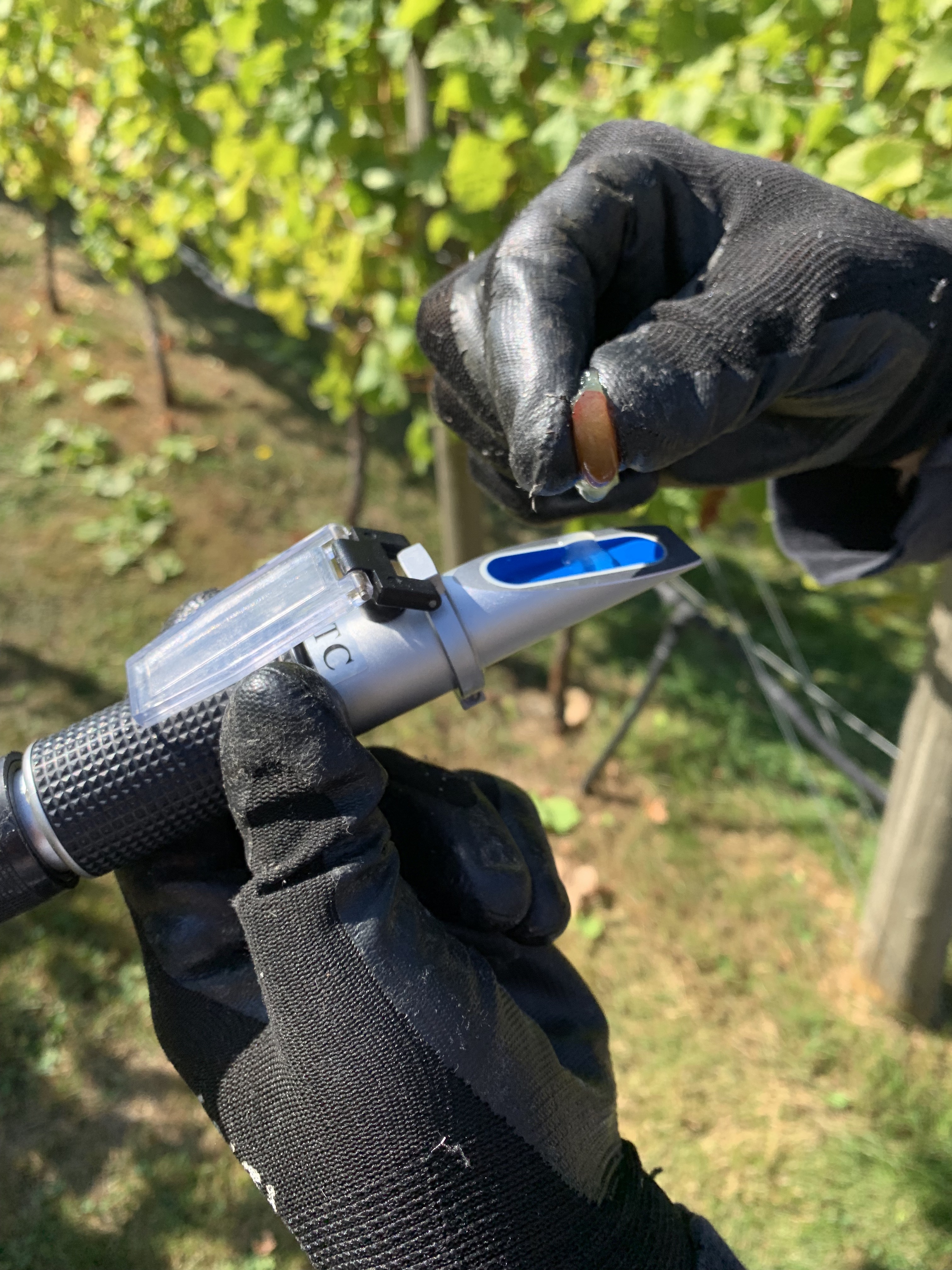 image of testing grape with a refractometer 