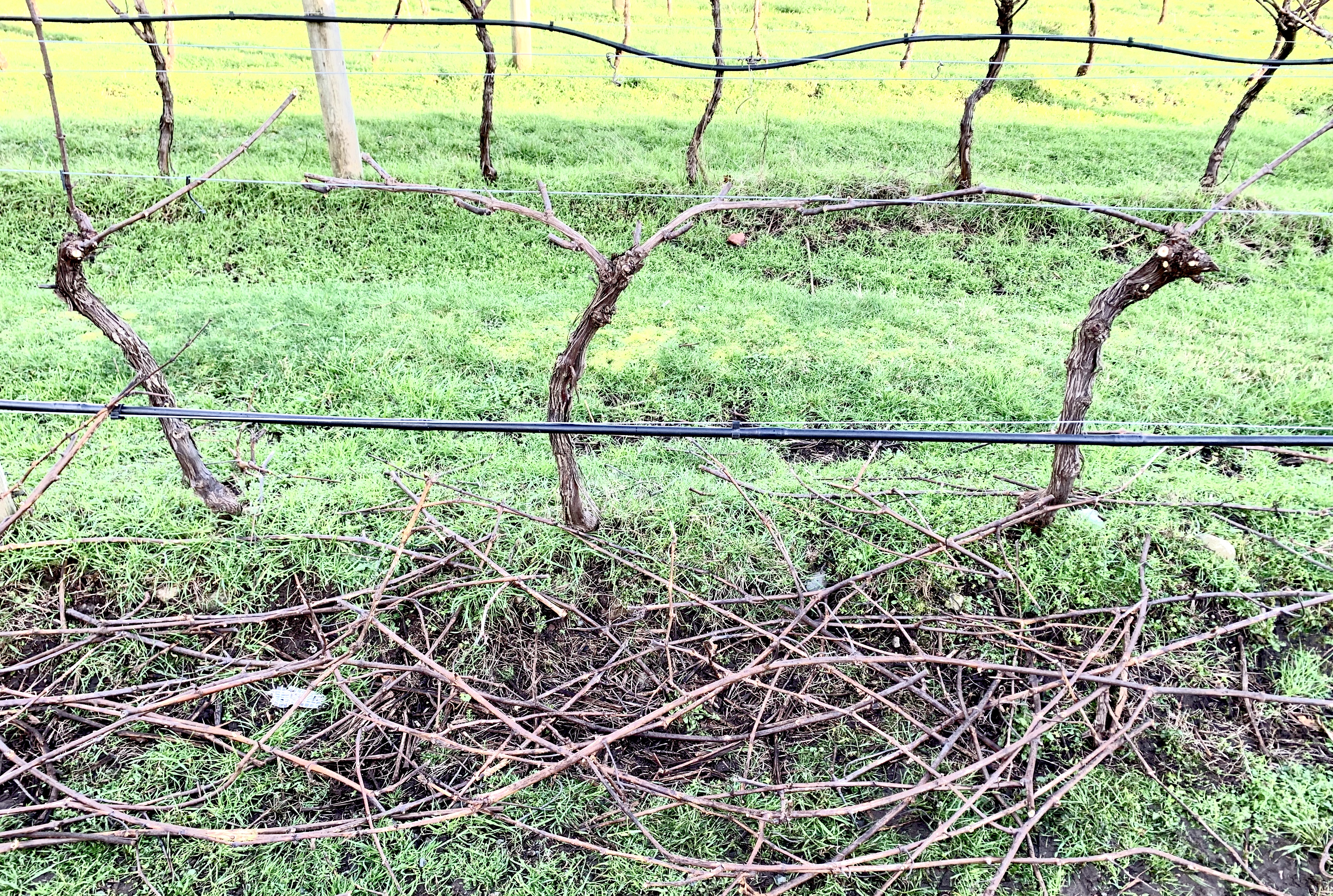 image of wine branches being pruned