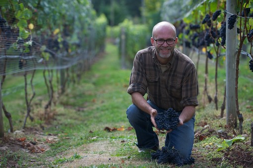 image of Layne Craig kneeling in a row of wine grapes while holding a bunch of red wine grapes.