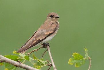 Image of swallow perched on a branch.