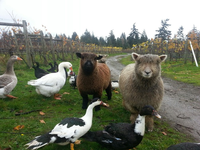 Image of sheep and geese standing on the trail.