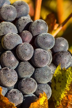 image of Fully ripe Pinot Noir grapes