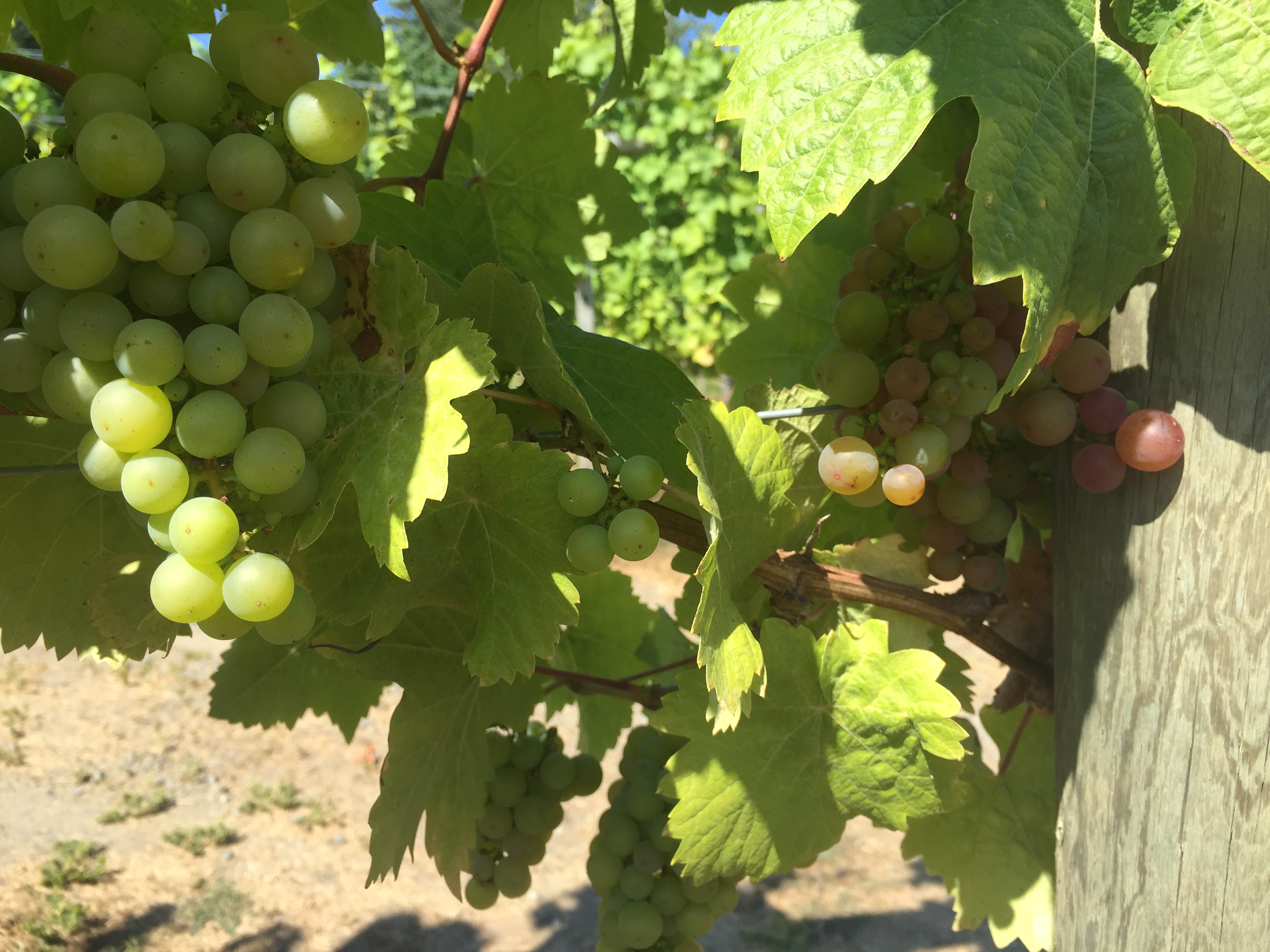 closeup image of more white wine grapes on the vine.