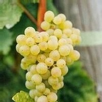 Image of white wine grapes hanging from a branch.