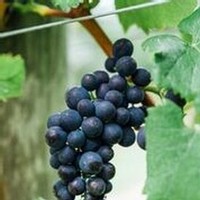 Image of red wine grapes hanging from a branch.