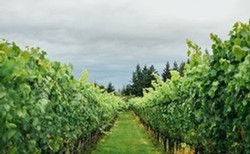 image of row of wine grapes.