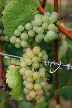 image of grapes during Veraison - color change