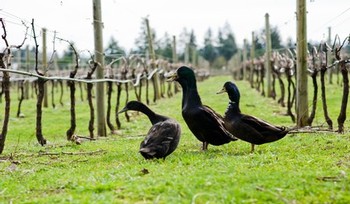 Image of 3 ducks standing in a row of wine plants.