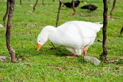 image of a goose eating in the fields.