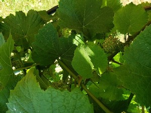 closeup image of wine grape leaves
