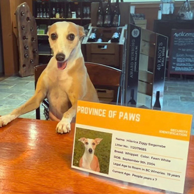 Dog with ID requirement sign
