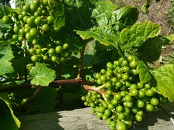 image of young grapes