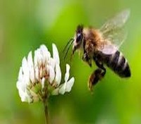 Closeup Image of a honey bee pollinating a plant.
