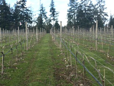 Image of grape plant rows before bearing fruit.