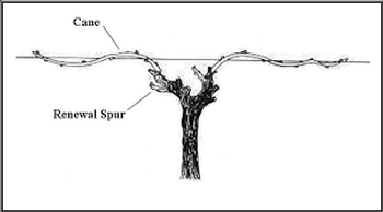 scientific drawing of wine plant.