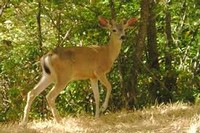 image of dear in the woods.
