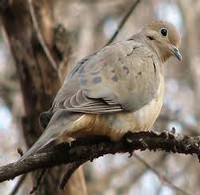 image of a dove perched on a branch.
