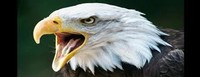 image of bald eagle with mouth open.