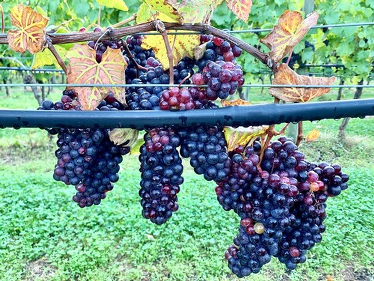 image of gamay noir grapes hanging from branches